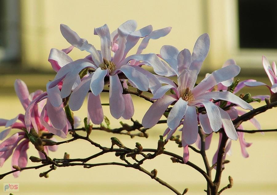Magnolia gwiaździsta