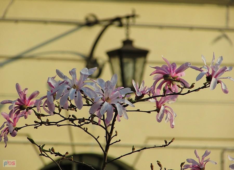 Kwiaty magnolii - symbol czystości i szczerości