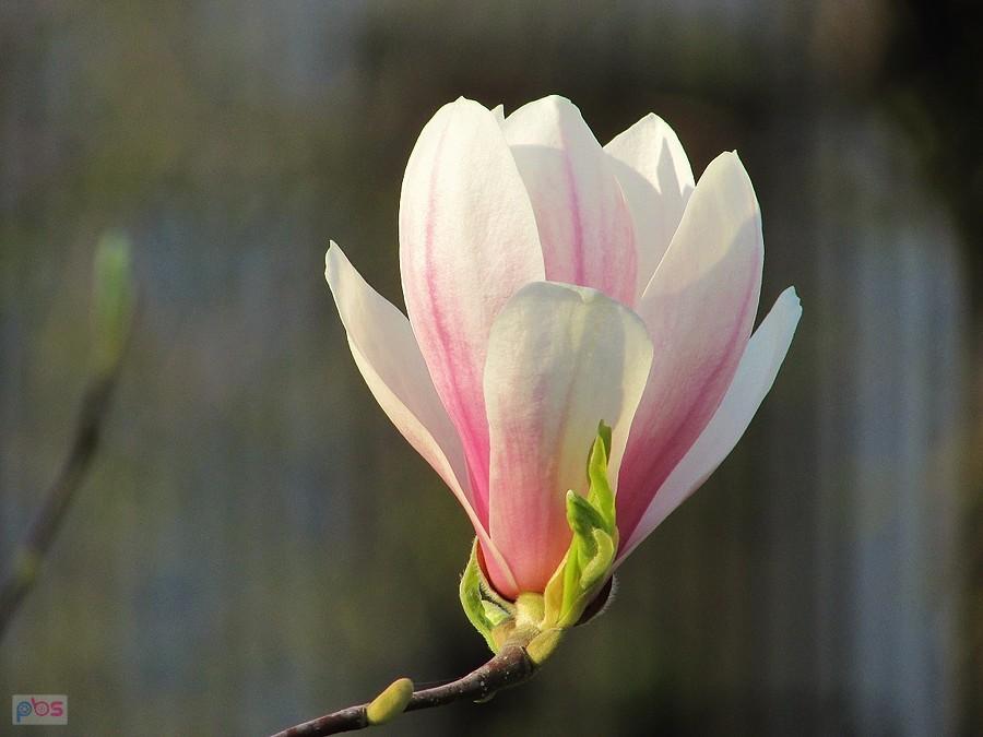 Jeszcze jeden kwiat magnolii