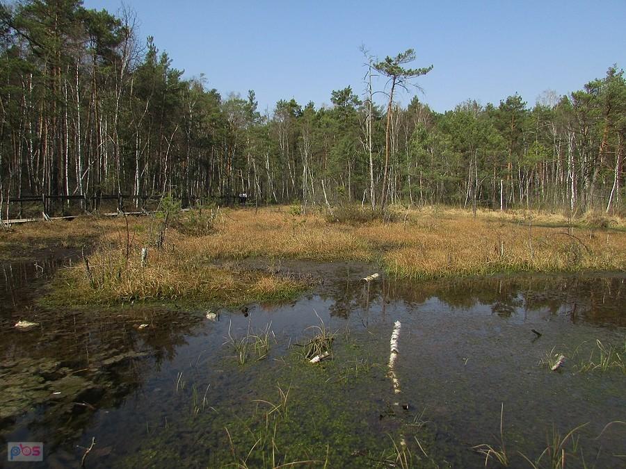 Goździkowe Bagno