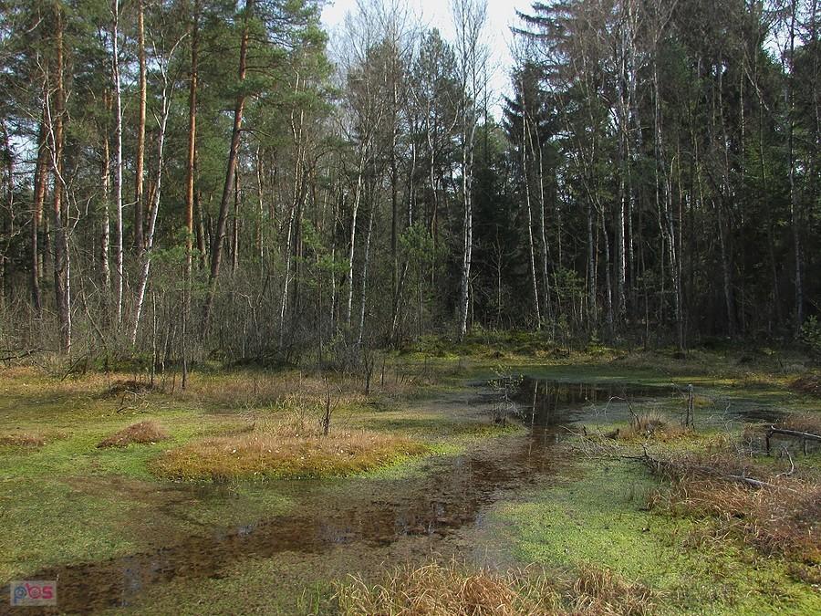 Południowy kraniec Goździkowego Bagna