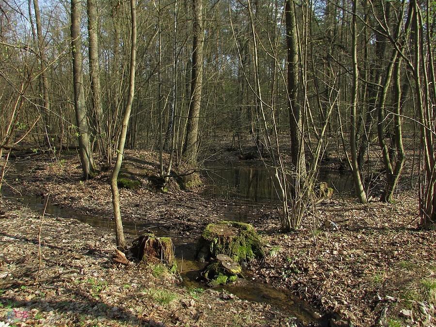 Leśny strumień
