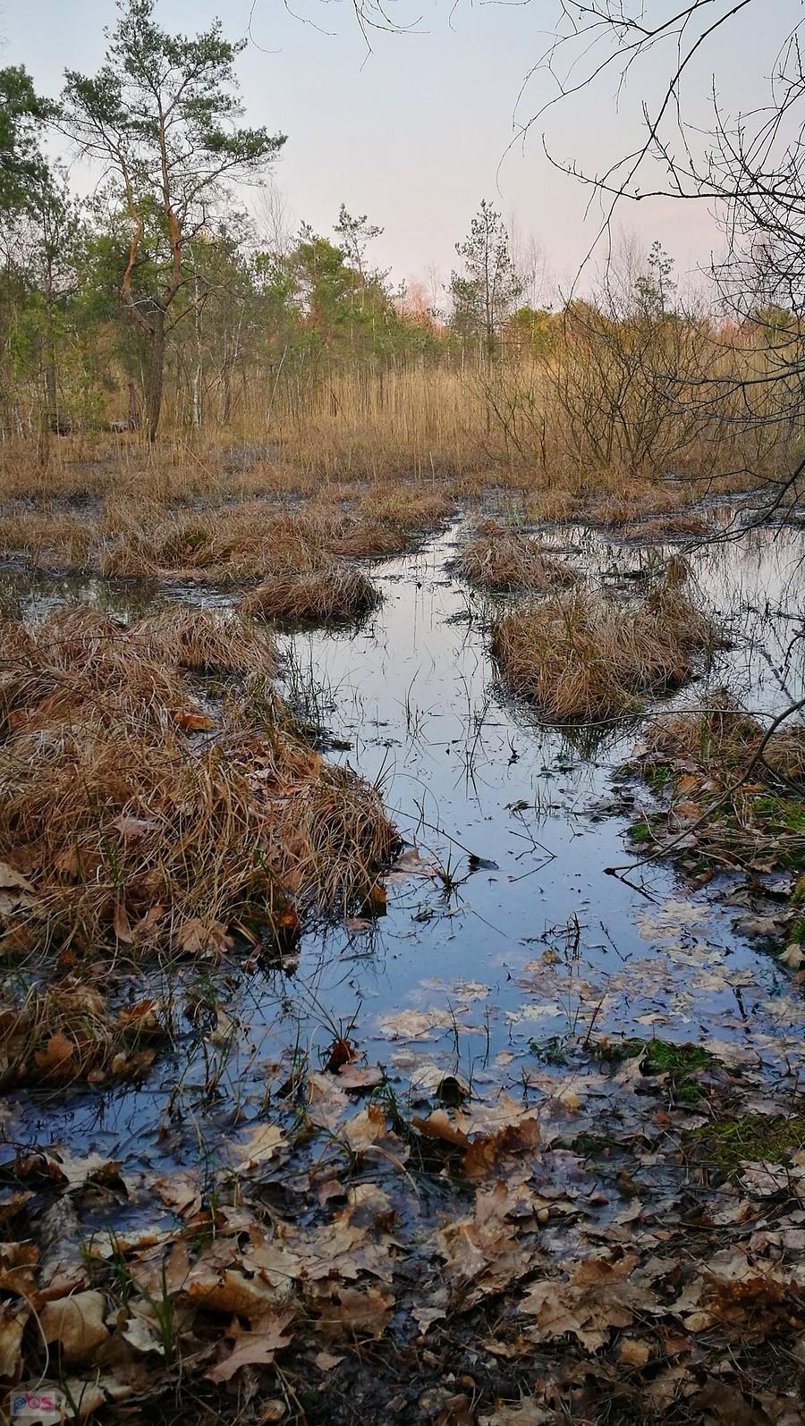 Torfowisko Rąbień