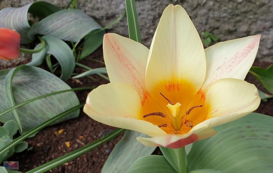 Tulipan w Motańcu