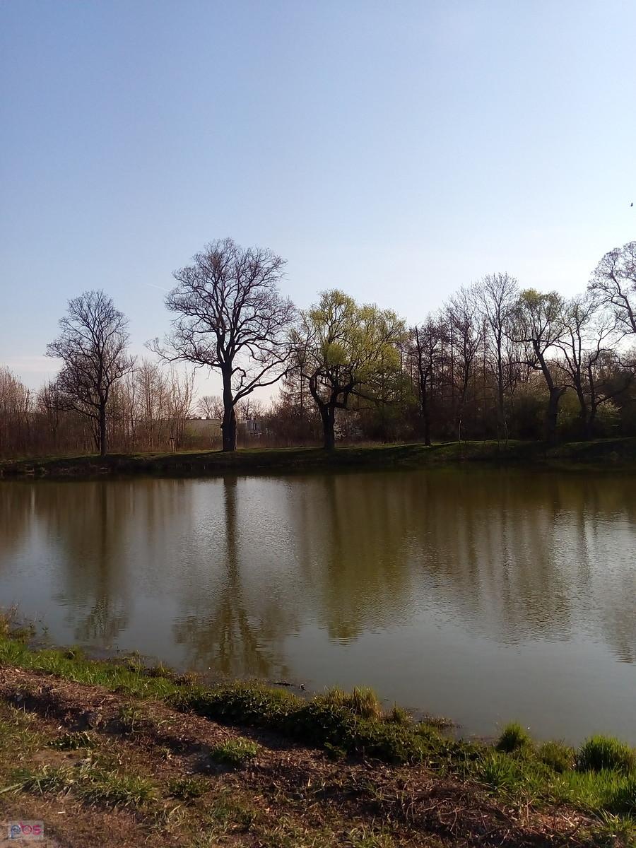 Staw w Ołtarzewie