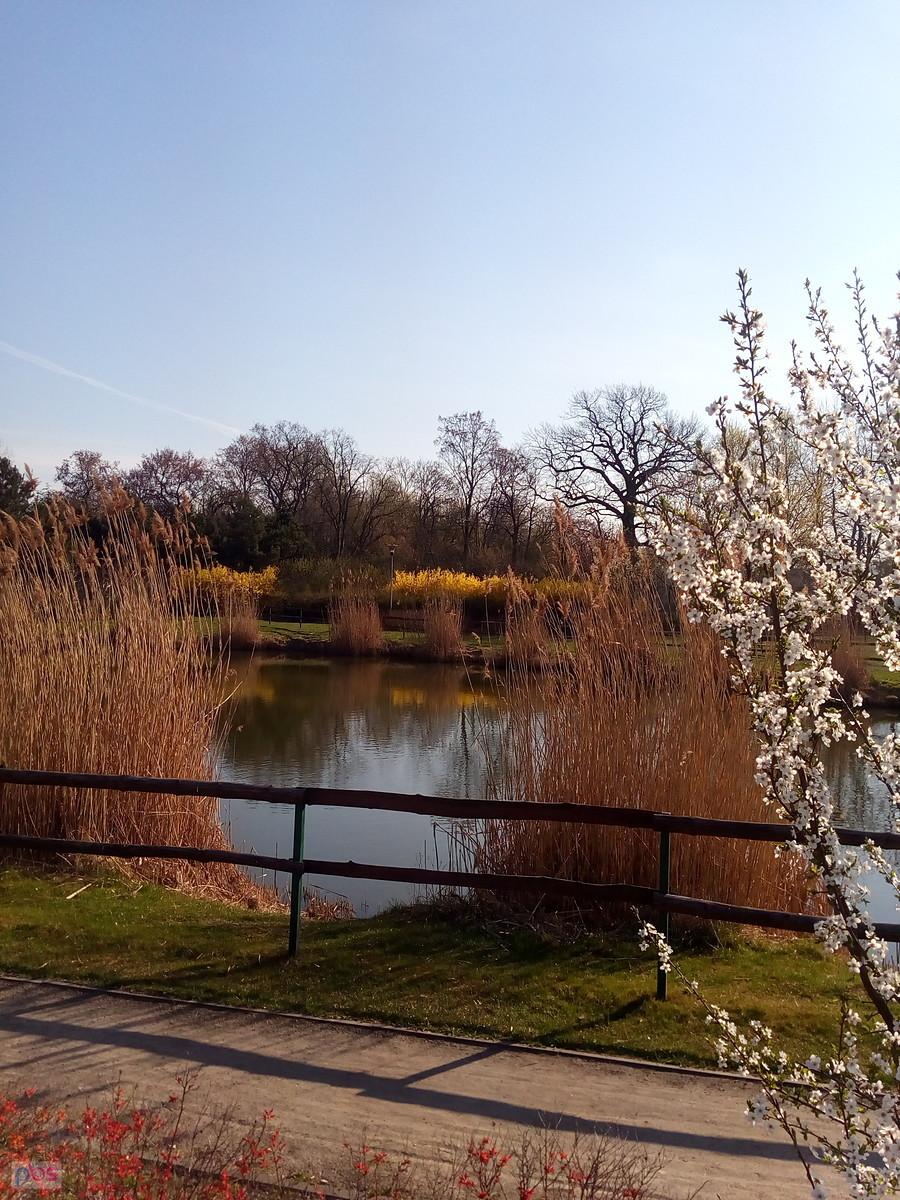 Staw w Borzęcinie