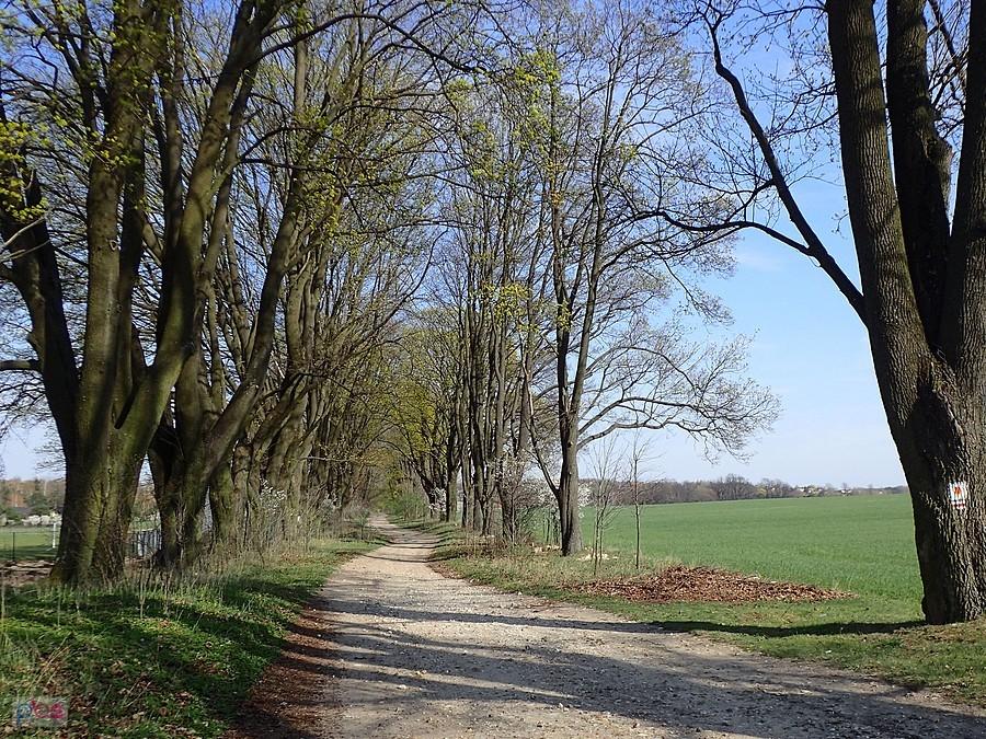 Kwitną klony