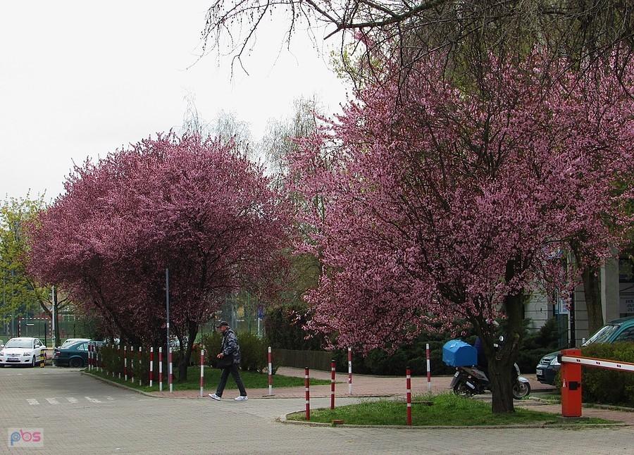 Różowy Ursynów