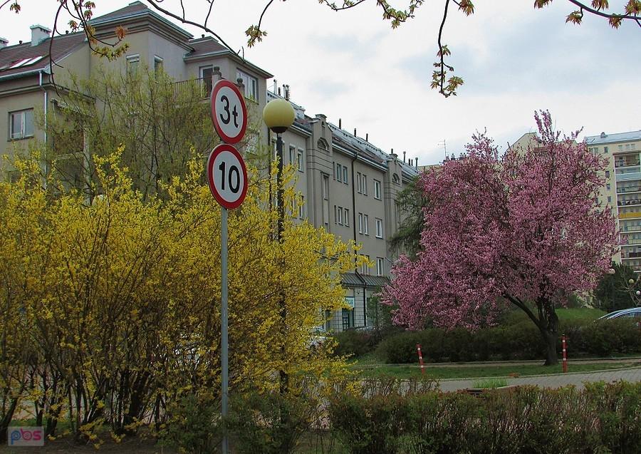 Forsycja i wiśnia