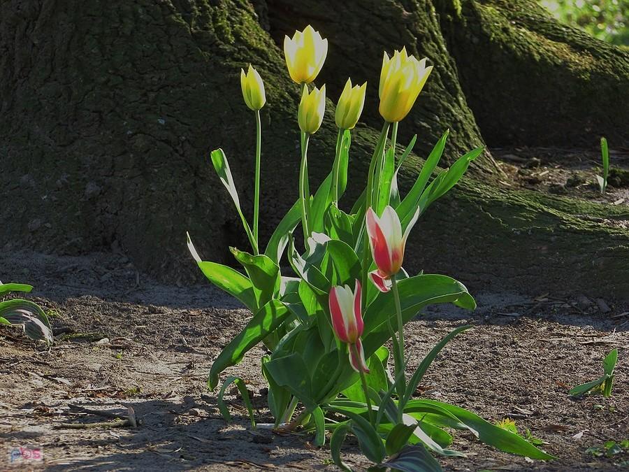 Brwinów - tulipany w parku miejskim