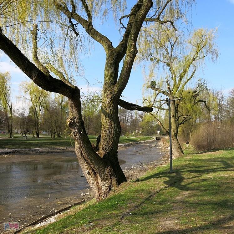 W Parku Miejskim w Brzezinach