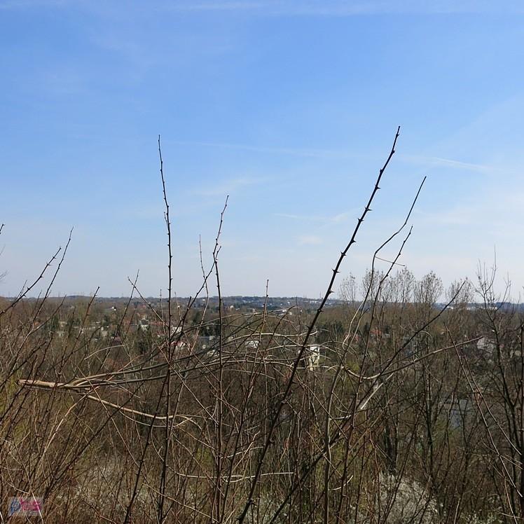 Widok zza krzaka na Łodź