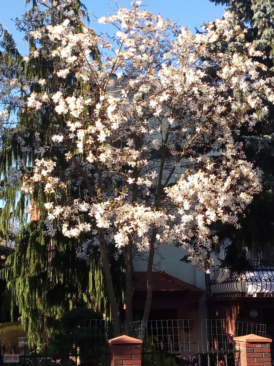 Kwitnąca magnolia