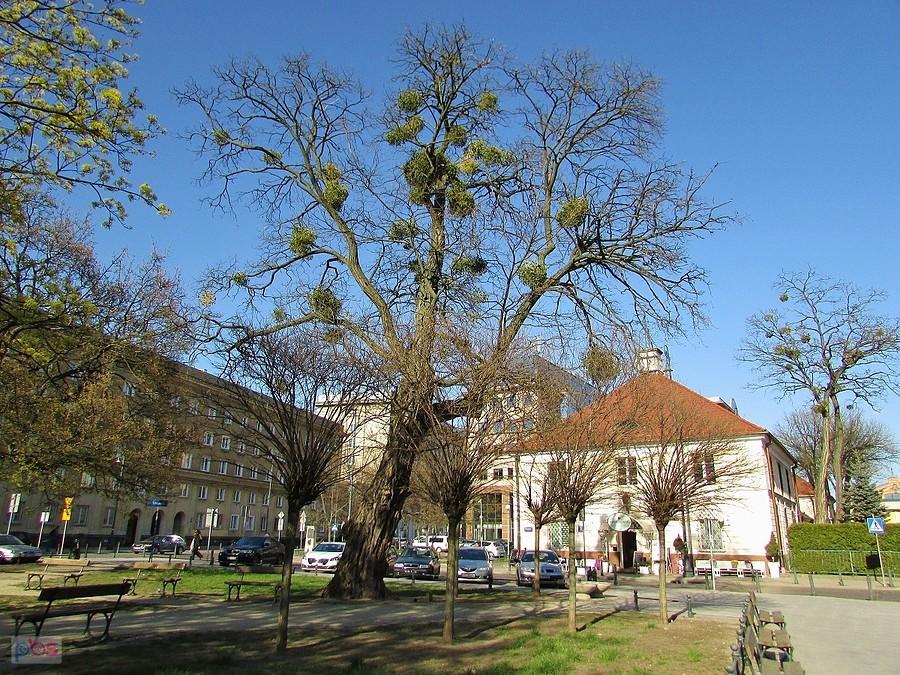 Akacja przystrojona jemiołą