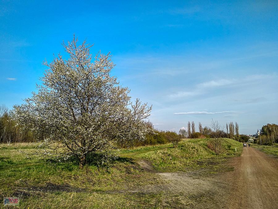 Ukwiecone drzewo
