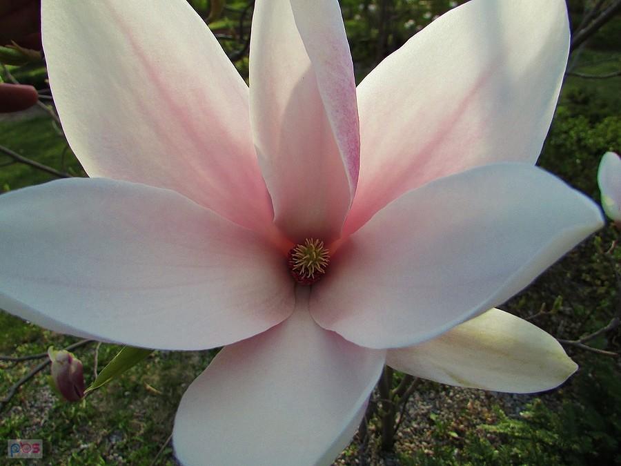 Efektowny kwiat magnolii