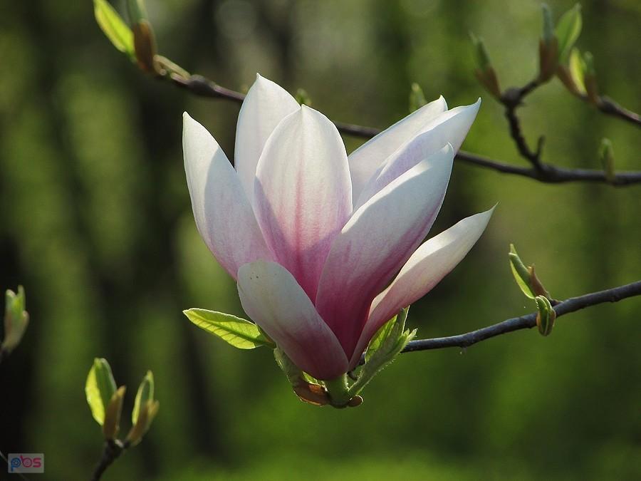 Magnolia - na pamiątkę botanika Pierre'a Magnola