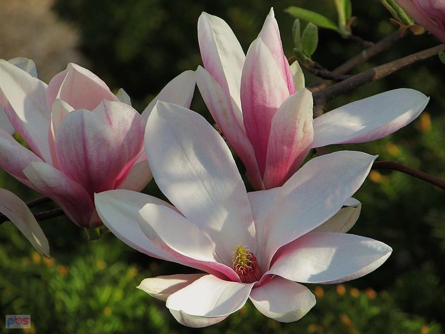 Kwiaty magnolii pośredniej