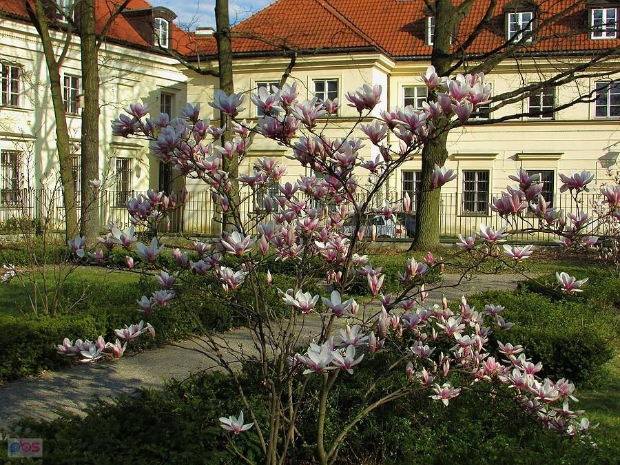 Krzew magnolii w Ogrodzie Krasińskich