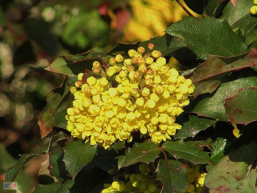 Mahonia ostrolistna