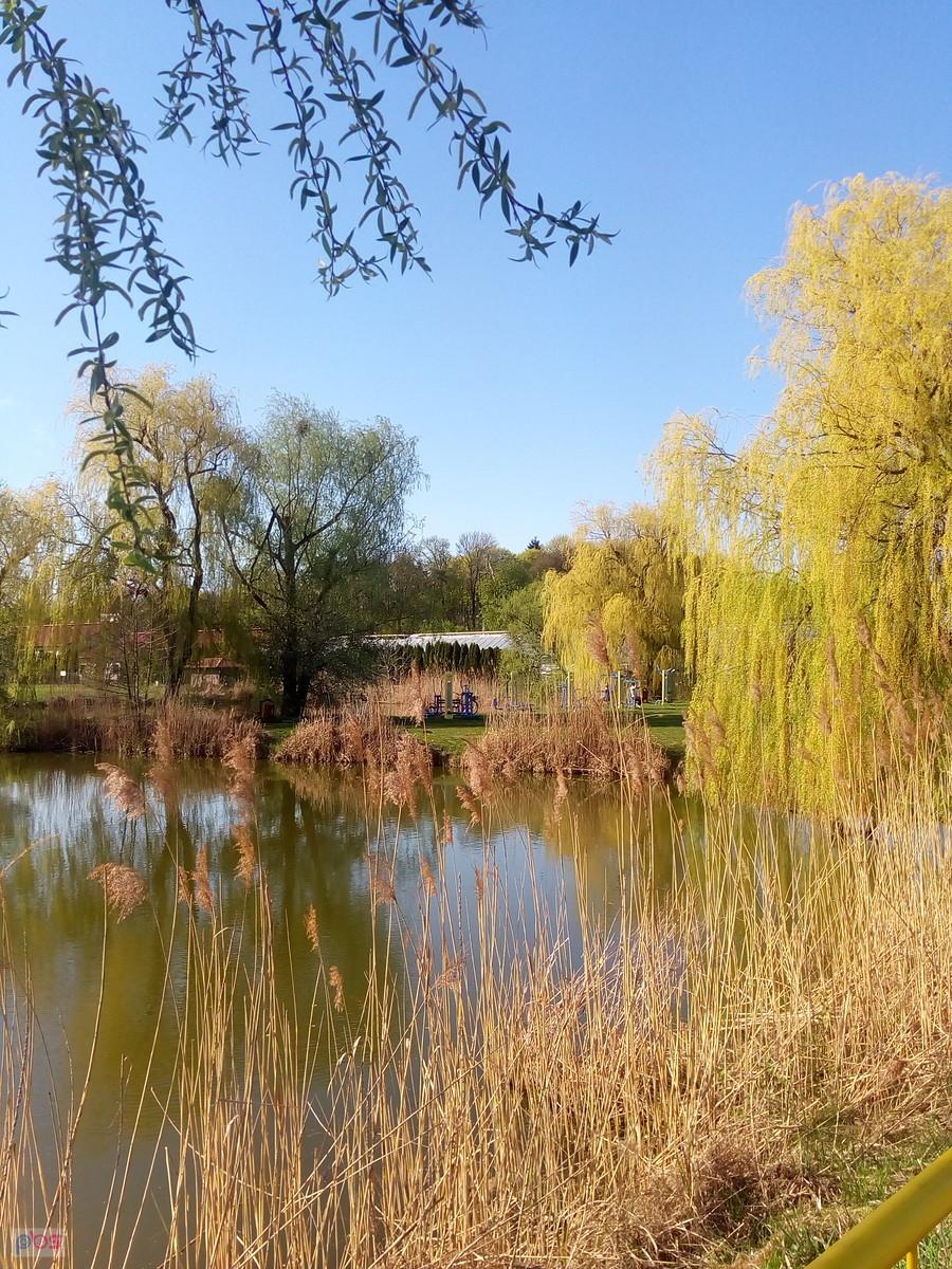 Staw w Zielonkach