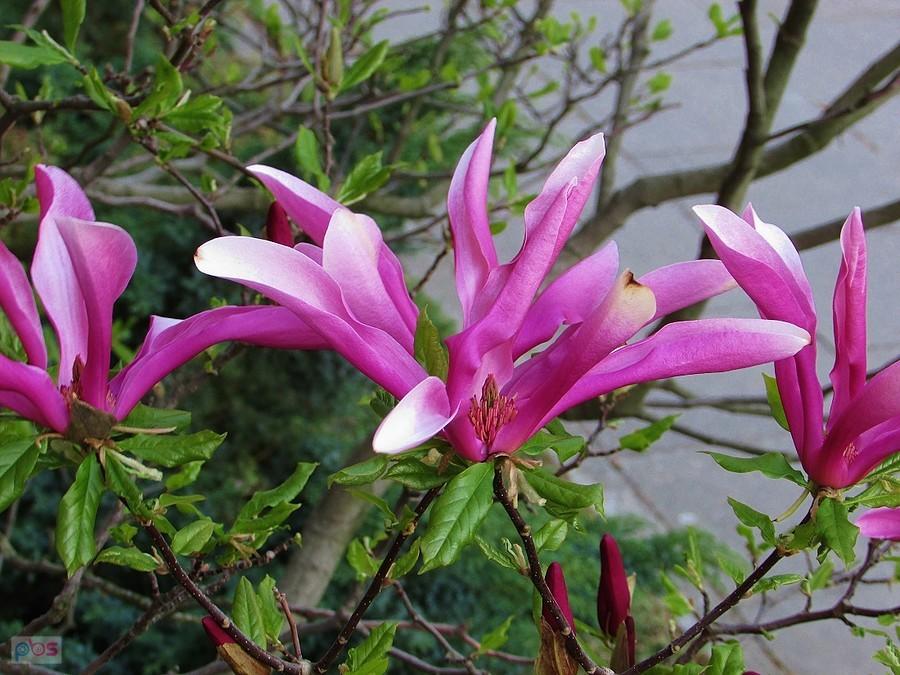 Magnolia przy klasztorze Dominikanów