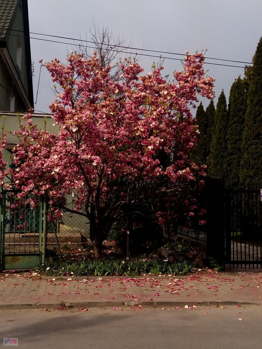 Kwitnąca magnolia