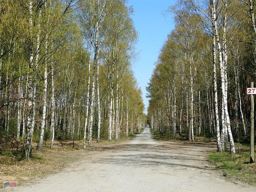 Moja ulubiona leśna droga nr 27.