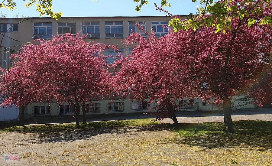 Powiew wiosny na Ceglanej