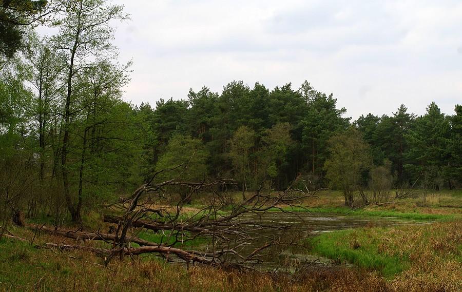 Chodzenie po bagnach wciąga - Rezerwat Krajkowo