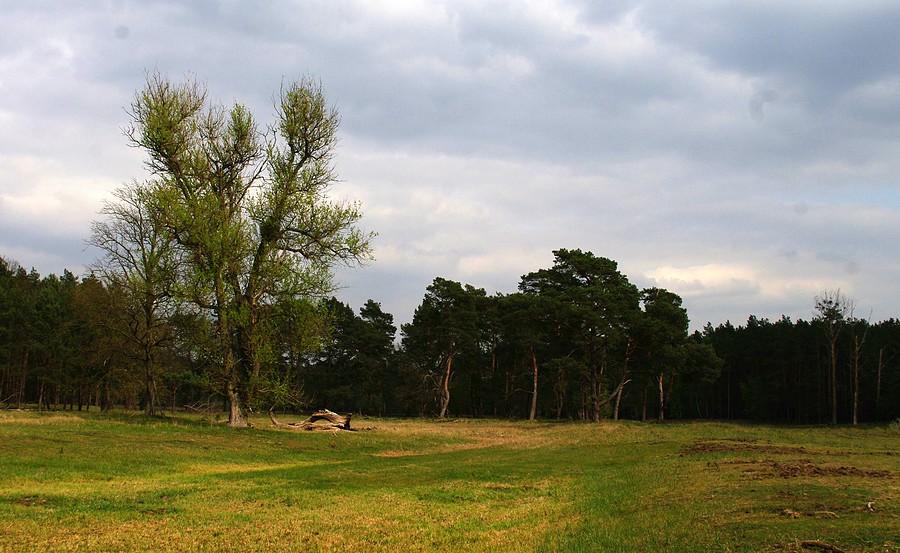 Wielkopolski spokój - Rezerwat Krajkowo