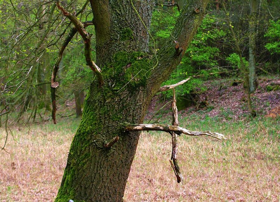 Gdzie jest krzyż? :) - Rezerwat Krajkowo
