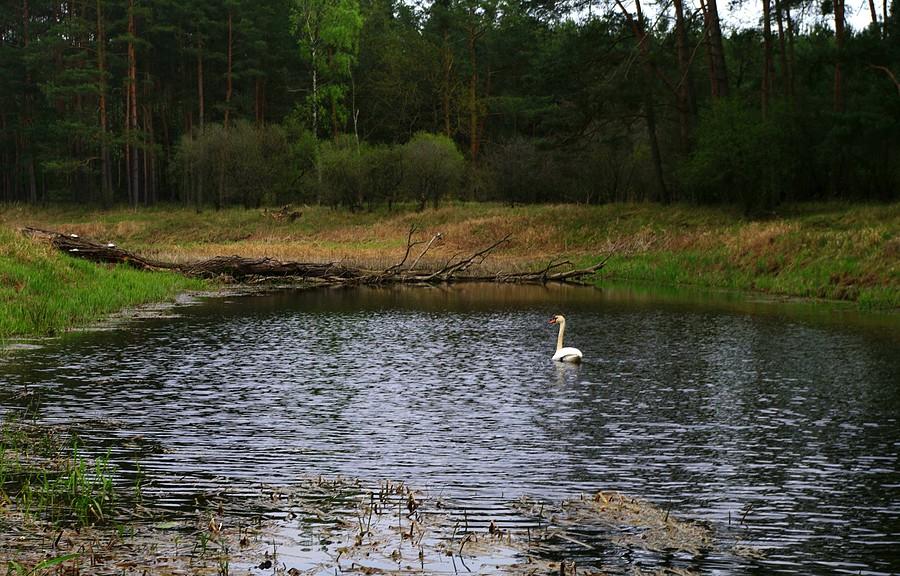 Pan i władca - Rezerwat Krajkowo
