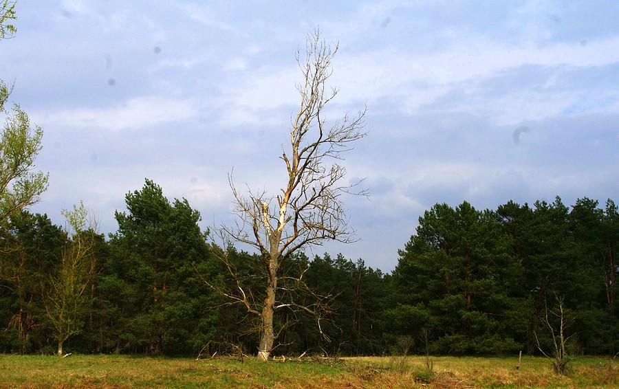 Trup, a jako żywy - Rezerwat Krajkowo