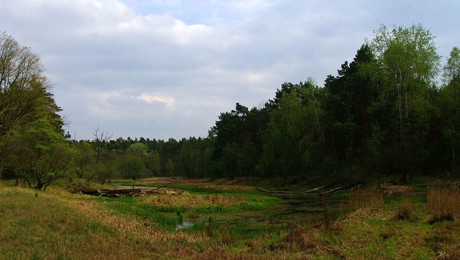 Bagnistości ciąg dalszy - Rezerwat Krajkowo