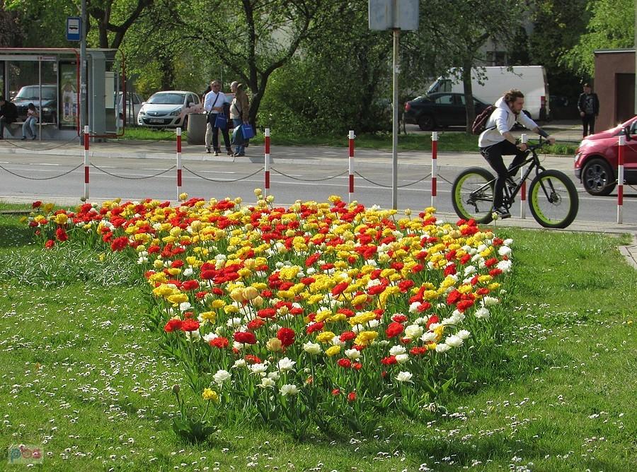 Miejskie tulipany