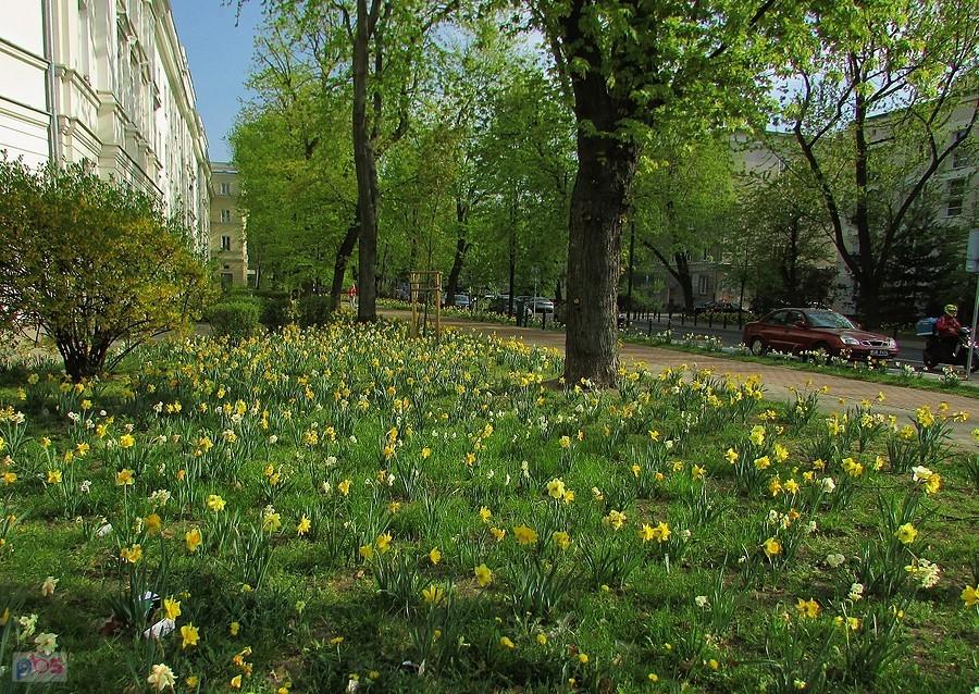 Żonkile i narcyzy na Zamenhofa