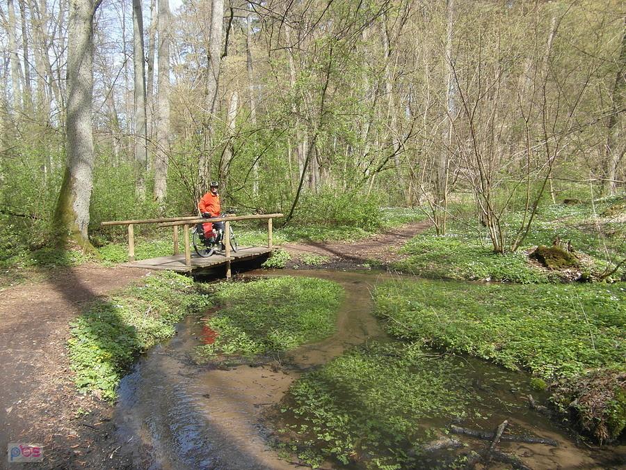 Osoba na drewnianym moście w lesie