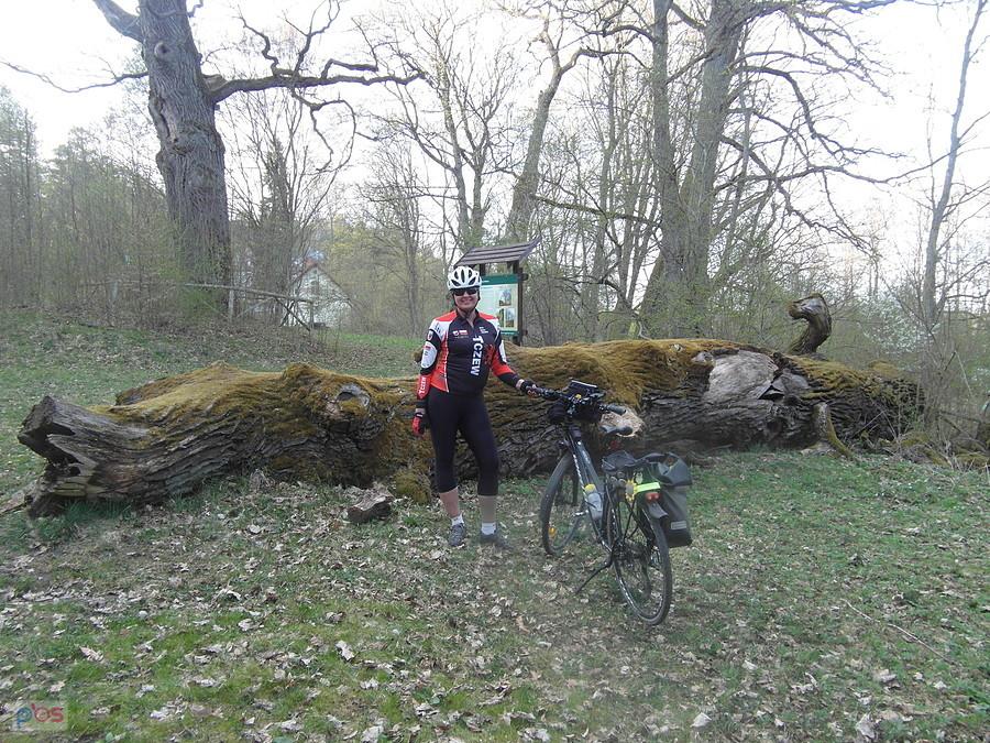 Rowerzysta przy powalonym drzewie w lesie