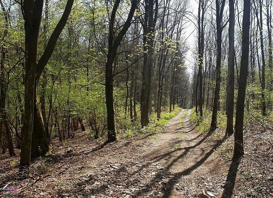 Leśna droga w kierunku Poczernina