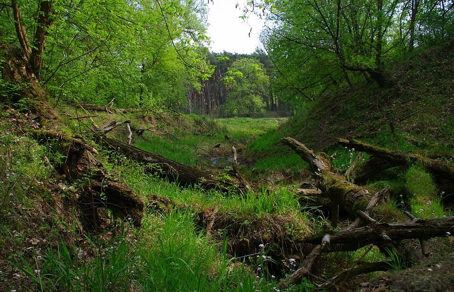 Przez bagna i moczary - WPN