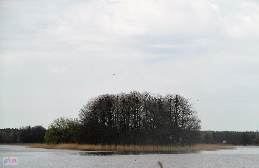 Ptasia wyspa - Pasym - Mazury