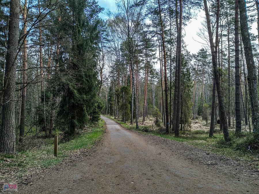 W Puszczy Dulowskiej