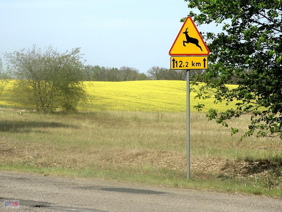 Kwitną przygraniczne rzepaki.