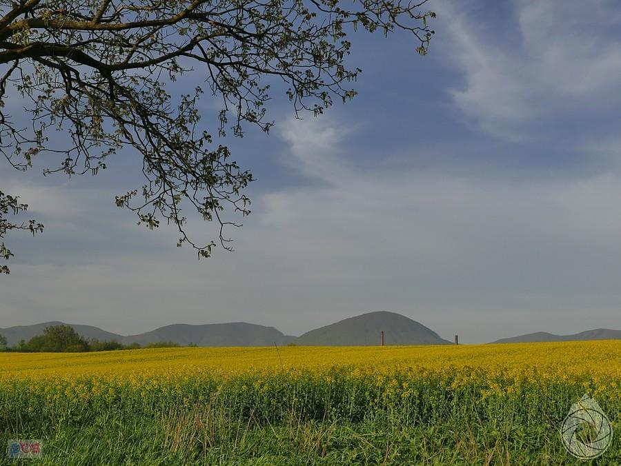 rzepaki pod górami