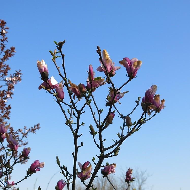 Magnolia na błękicie