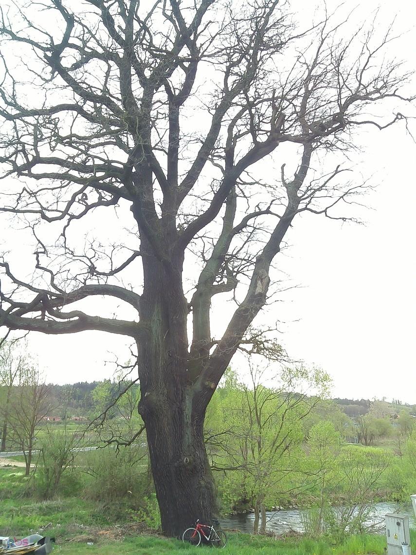 Olbrzymi dąb to nietypowy widok w podgórskiej kotlinie