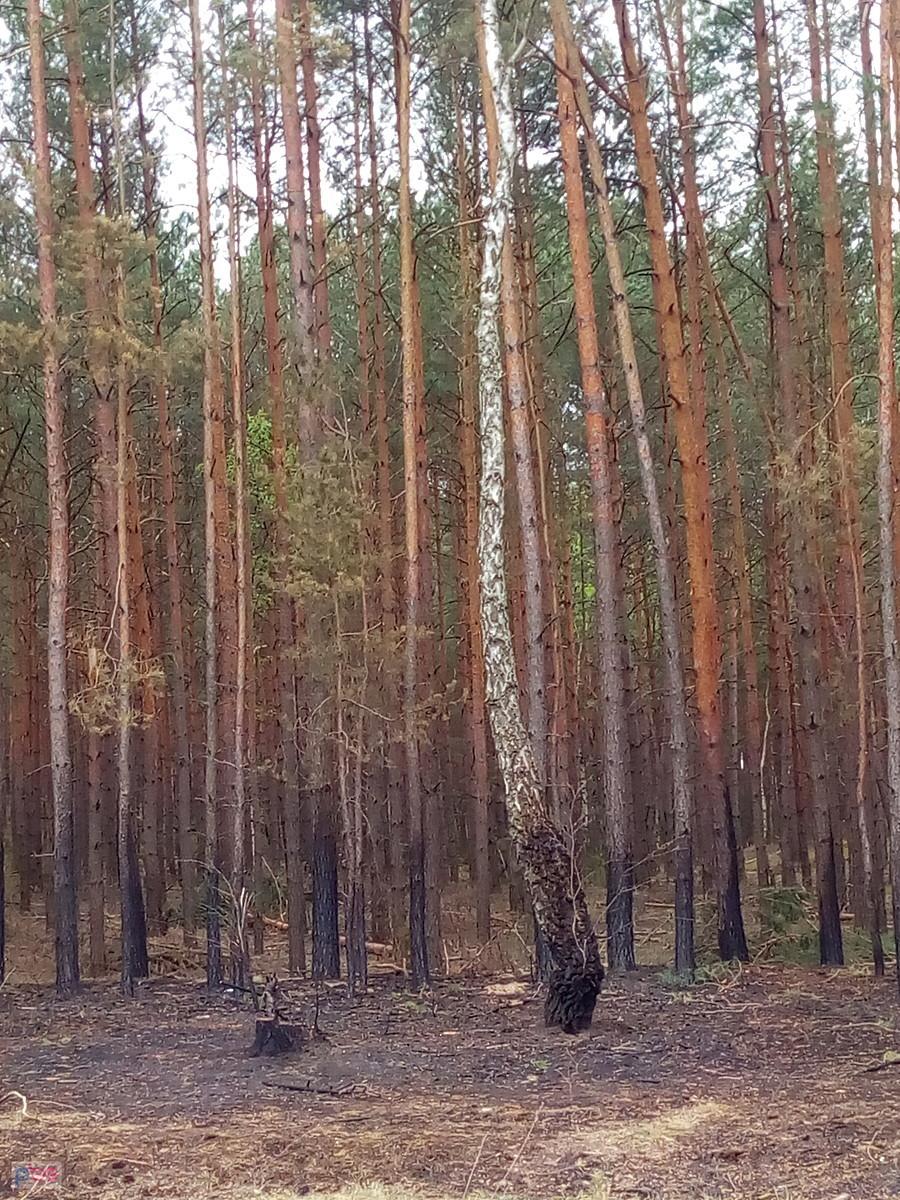 Przypalony lasu drodze do Truskawia. Widać strażacy dojechali na czas