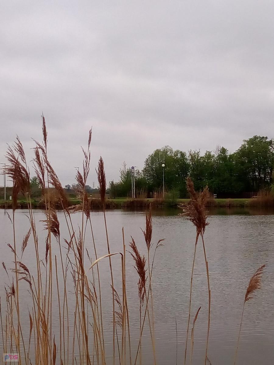 Staw w Zielonkach