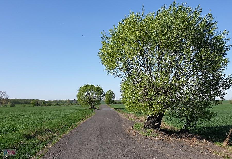 Żużlówka do Koszewa